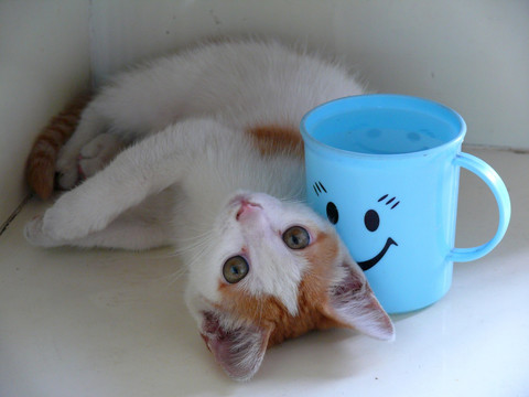 猫咪和水杯