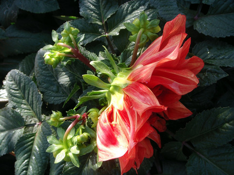 花苞