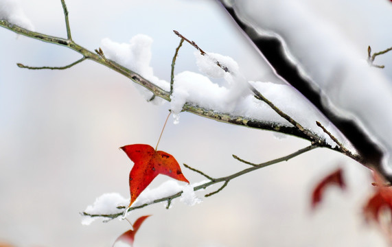 冰雪红叶