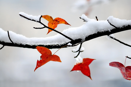 红叶冬雪