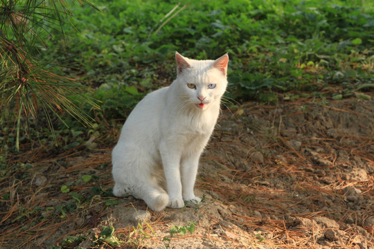 波斯猫