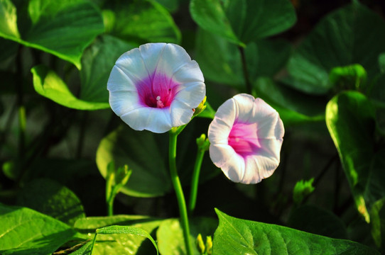 田园风光 地瓜花
