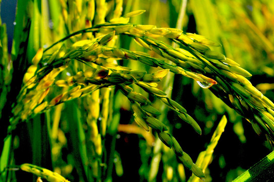 五谷杂粮 水稻