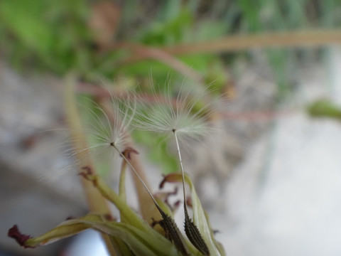 蒲公英种子