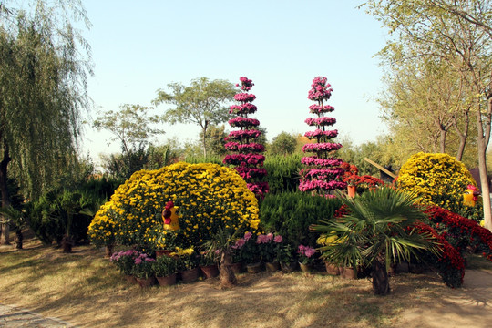 菊花造型