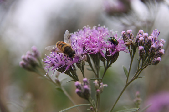 紫花和蜜蜂
