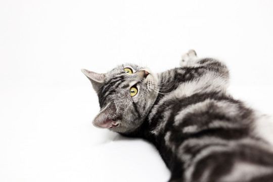 美国短毛猫