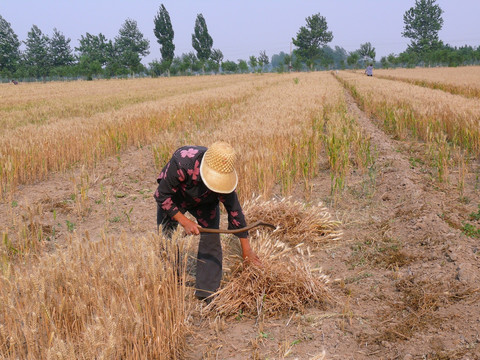 收割小麦