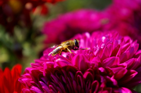 菊花与蜜蜂