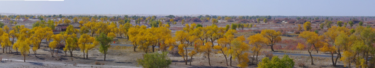 罗布人村寨胡杨林全景