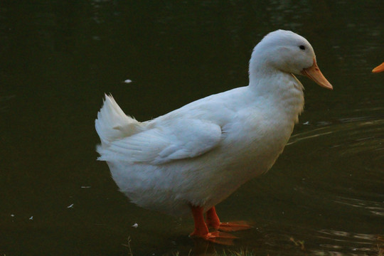 鸭子