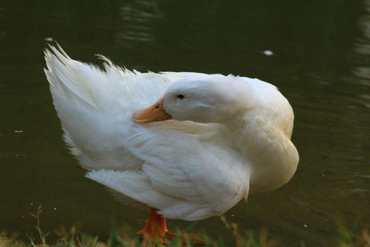 鸭子