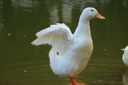 鸭子