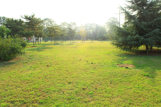 草坪