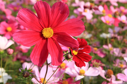 波斯菊