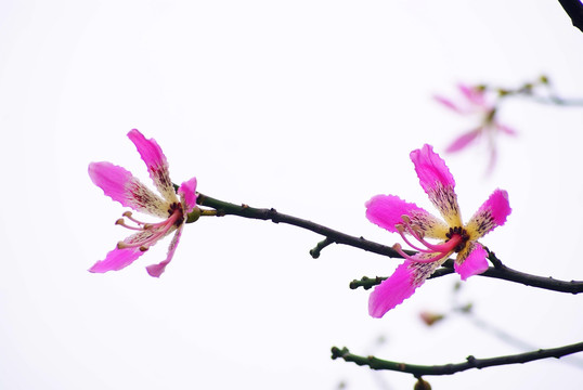 紫荆花