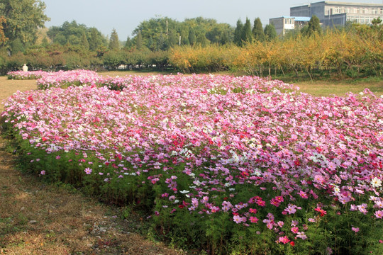 圆明园 波斯菊花园