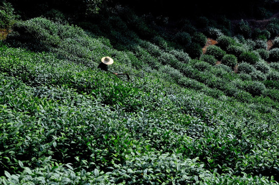 茶农除草