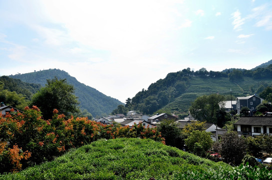 龙井村