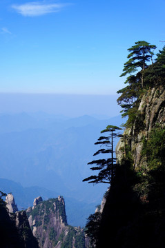 三清山 高山青松