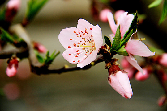 桃花争艳