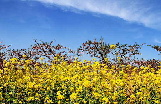 油菜桃花
