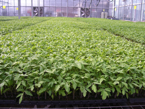 智能温室番茄育苗