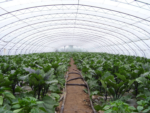 大棚茄子生产