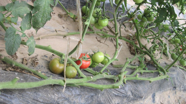 番茄栽培