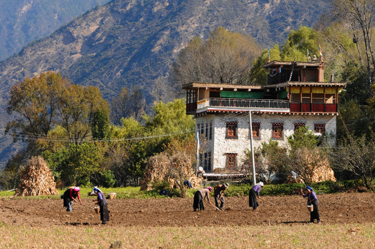 丹巴藏寨劳动场面
