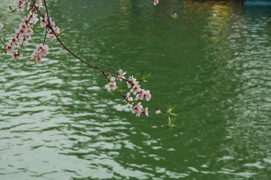 绿水红花