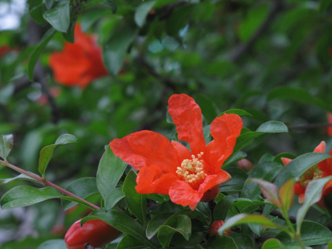 石榴花