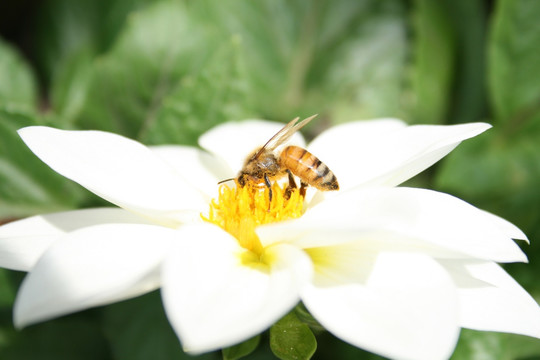 蜜蜂采蜜