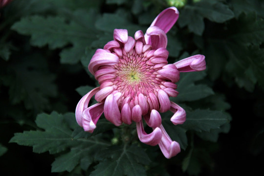 菊花 紫色菊