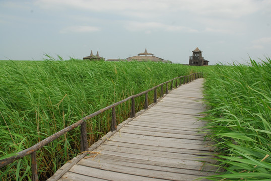 湿地景观