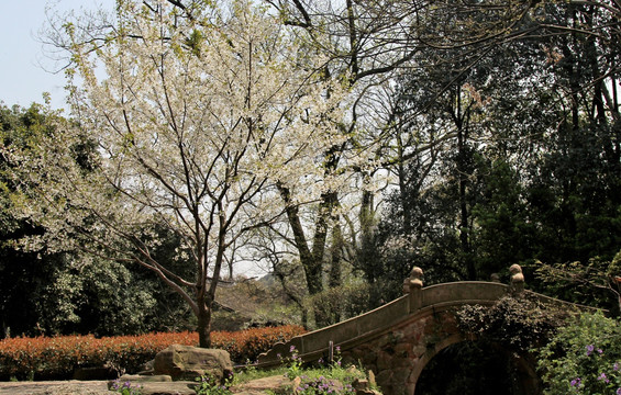 锡惠公园樱花树
