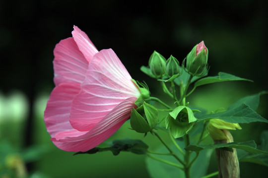 木槿花