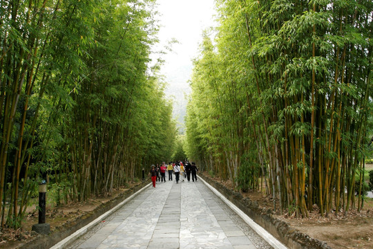 云南省大理 蝴蝶泉公园竹林