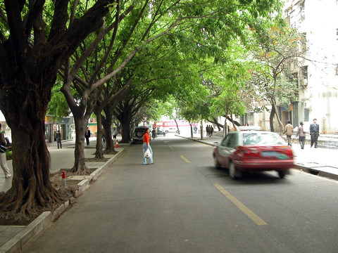 深圳市街道旁的绿化树