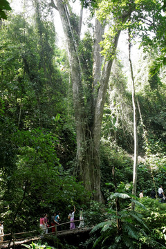 西双版纳 热带雨林