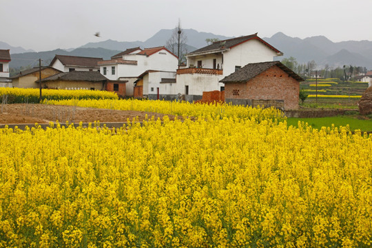 油菜花