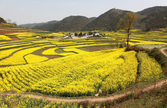 油菜花