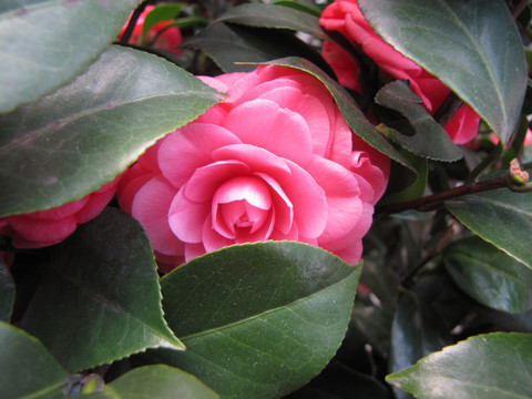 茶梅花
