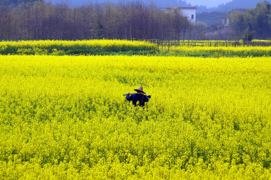 婺源油菜花