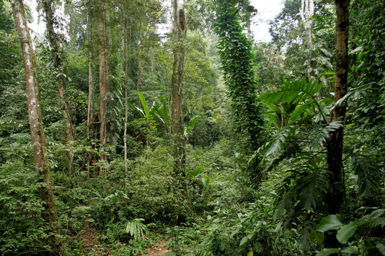 版纳雨林谷 热带雨林
