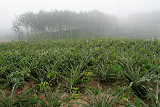 云南省勐腊县 菠萝种植园