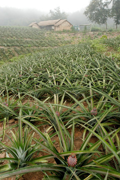 云南省勐腊县 菠萝种植园