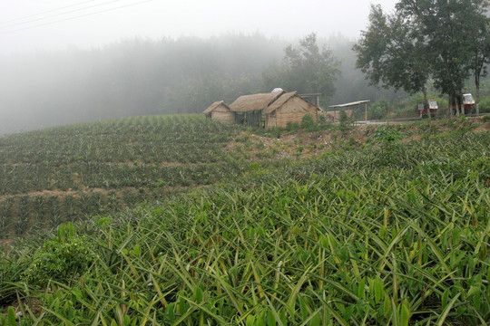 云南勐腊县 菠萝种植园