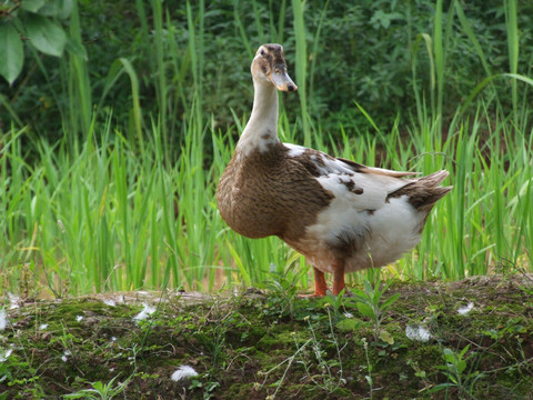 鸭子