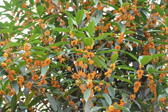 桂花